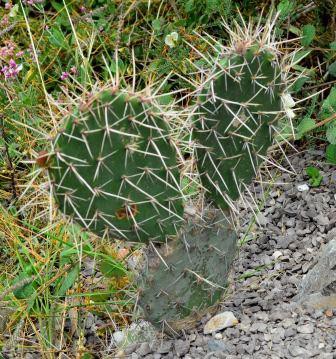 Cactus mickeyus, Guayllabamba